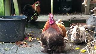 Watch nothing happen, chickens & sounds