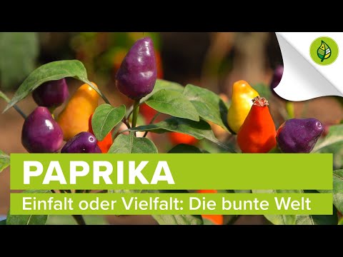 Video: Verschiedene Arten von Paprika - Erfahren Sie mehr über verschiedene Sorten von Paprika