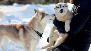 Husky Olive is Amazed at How the Pups Have Grown!