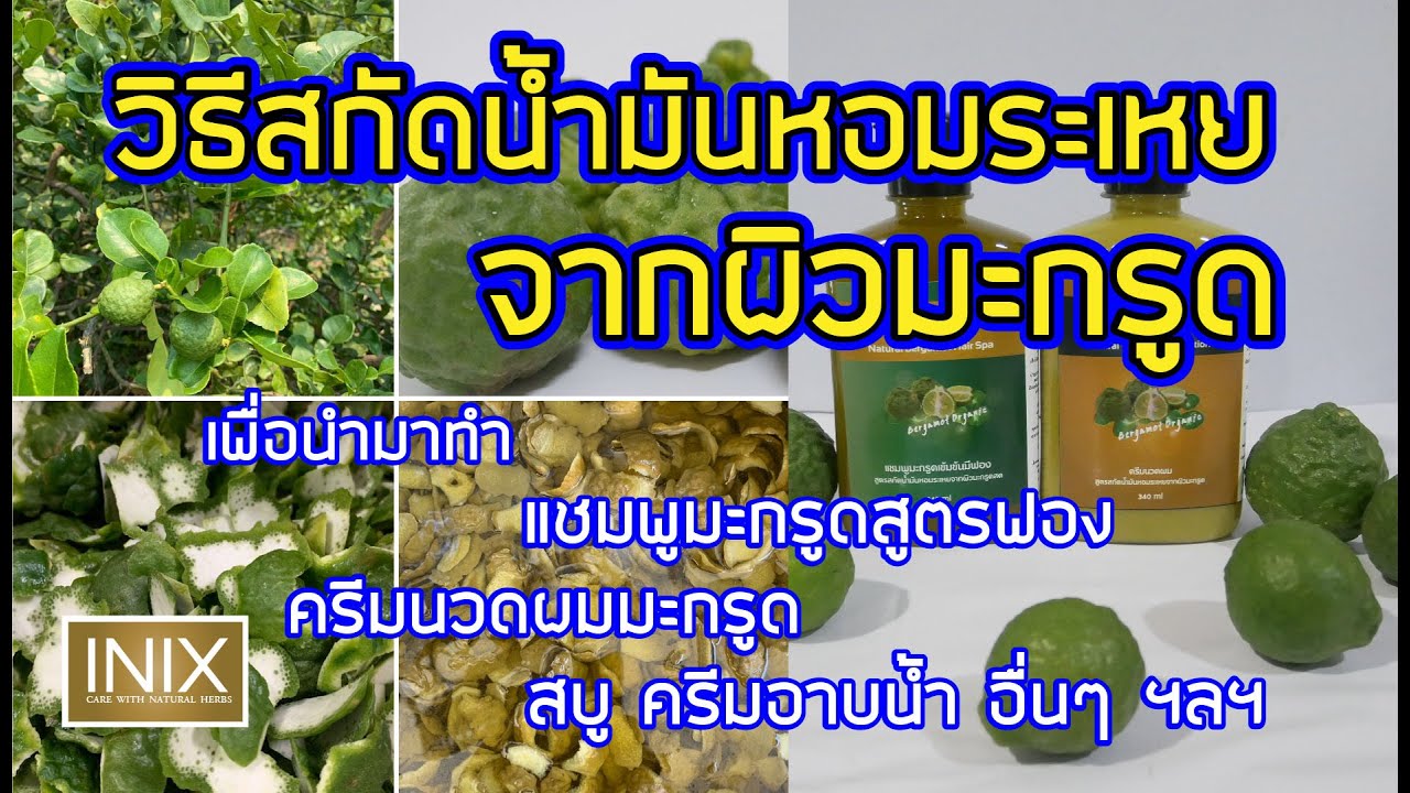 สกัดน้ำมันหอมระเหยจากผิวมะกรูด นำไปทำ แชมพูสูตรฟองและครีมนวดผมมะกรูด Kaffir Lime Peel Essential Oil