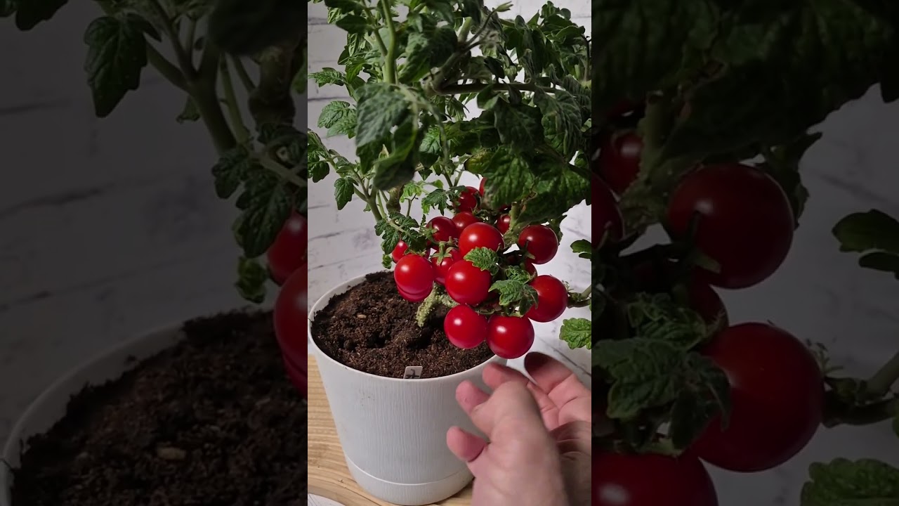 Зимний огород.Томат Микрогном Реджина красная (Microdwarf Rejina red) 