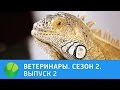 Ветеринары. Кот, нутрия, плюющие кобры, игуана. 2 сезон | Живая Планета