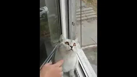 Existential Crisis Cat