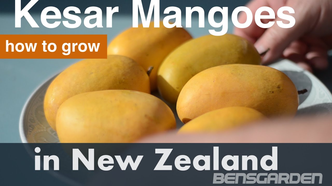 Growing Mangoes in New Zealand - Find out how, here. Follow the guide and anyone can grow them too.