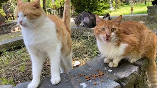 Beautiful cats living on the street. These Cats were very hungry. I gave them food. 😢💕