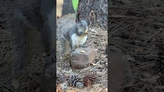 Chunky Squirrel vs Sneaky Scrub Jay — Backyard Drama  #Shorts #Squirrel #ScrubJay #Wildlife #Nature