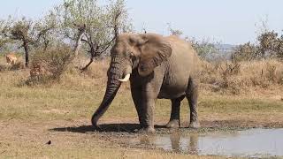 Bull elephant at a watering hole