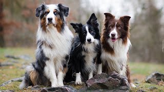 Exploring Water Adventures with Your Australian Shepherd