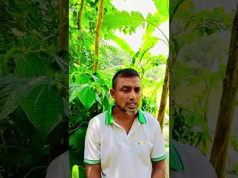 যশোর জেলাতে চুই চাষ!! #shorts #চুই