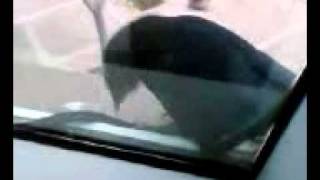 Celebrity Crow pecking window at the office Profile