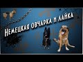 Немецкая овчарка и лайка