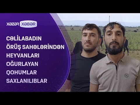 Cəlilabadın örüş sahələrindən heyvanları oğurlayan qohumlar saxlanılıblar