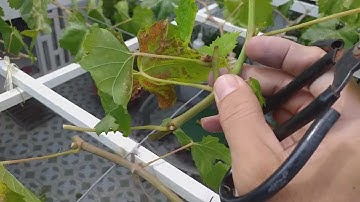 Cắt tạo cành cấp 2 cho cây nho trồng trước sân.