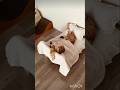 Billi Mehman ke aane pr Gussa ho jati hai❤️🥰#catlovers #catshorts #catlove #cute #cats #catvideos