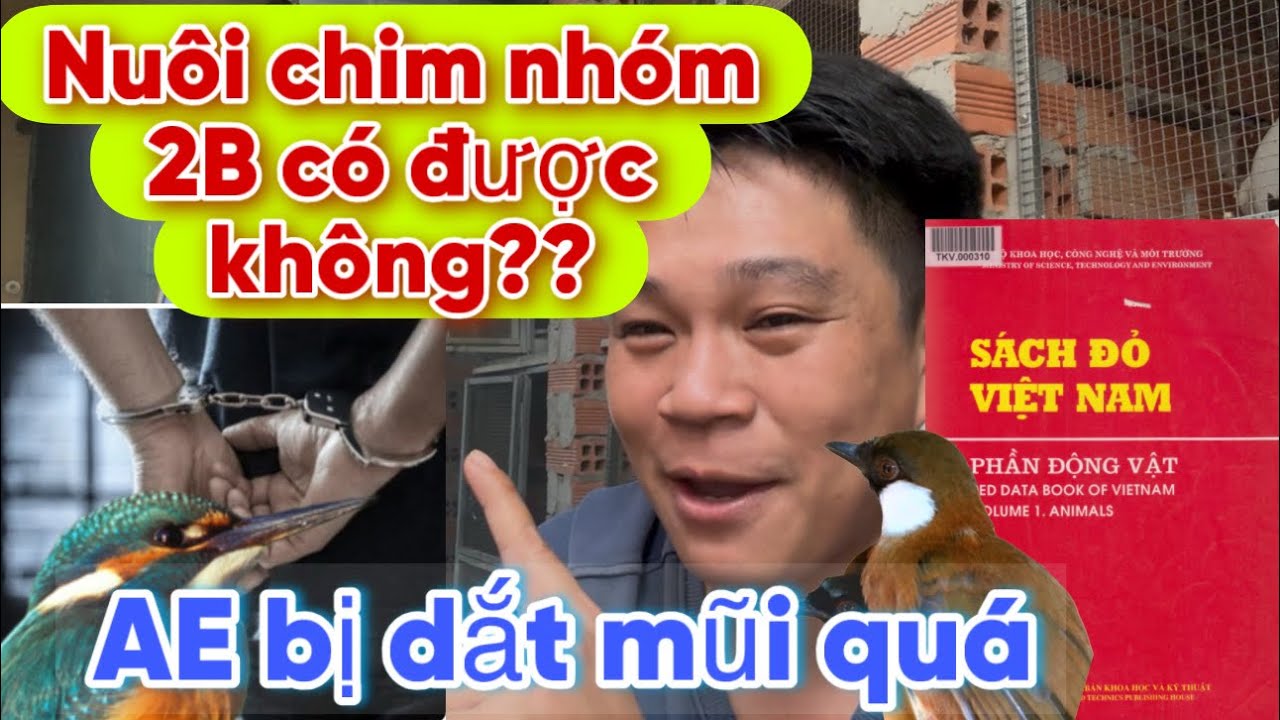 Chim Sách Đỏ Có Nuôi Được Hay Không?