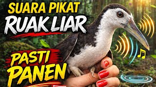suara pikat ruak ruak 2024nya ampuh teman kawan