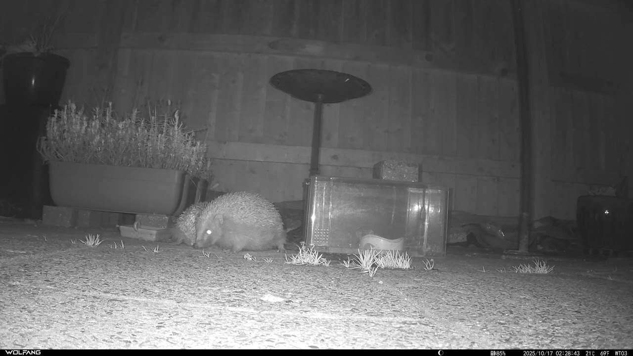 Happy Hedgepigs - 2025-10-16