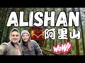 alishan is a must visit in taiwan