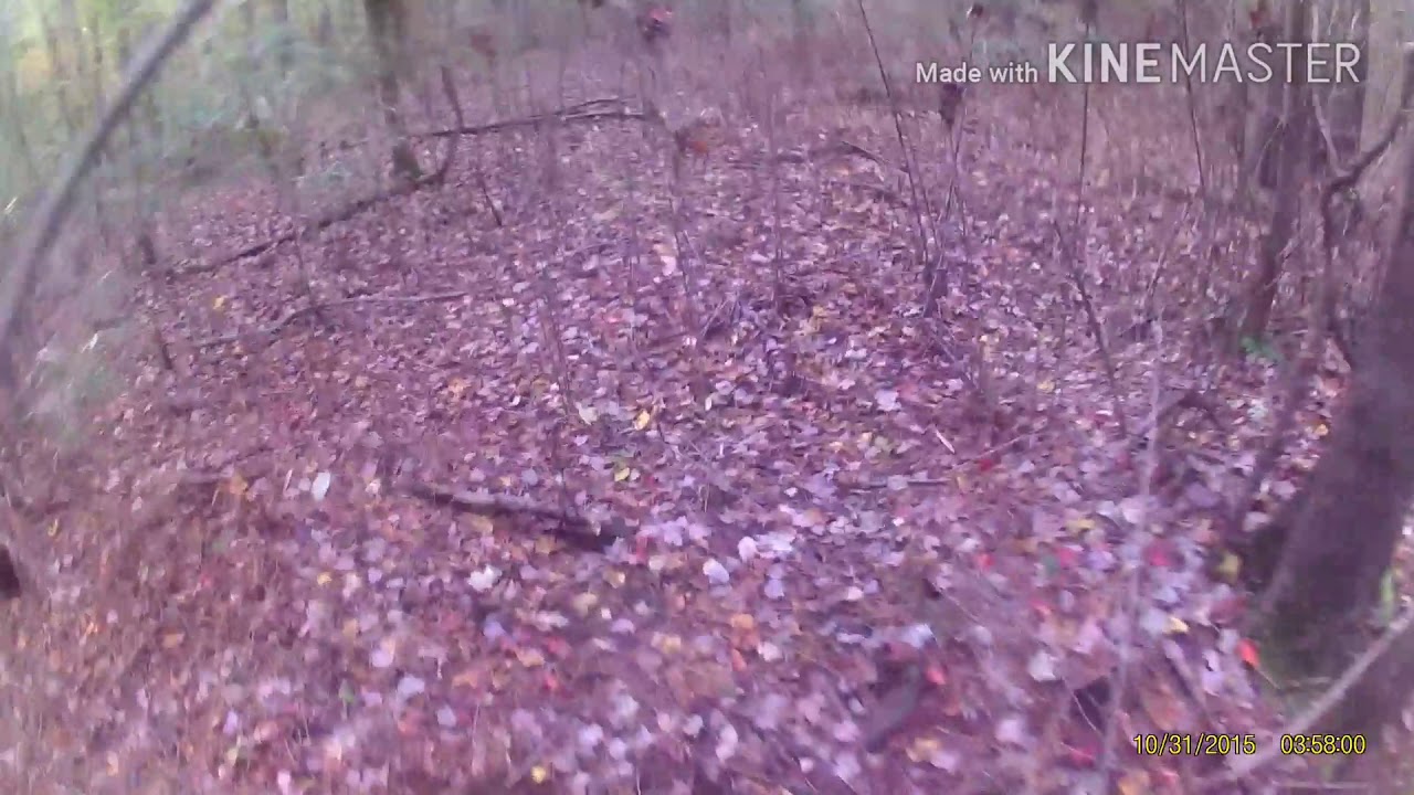 4 Big Bucks killed (VA) YouTube