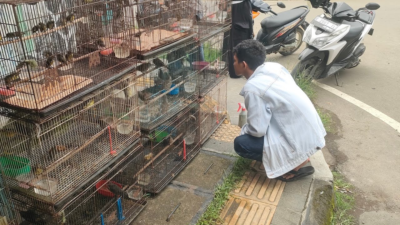 BURUNG INI COCOK BUAT DI TERAS RUMAH 
