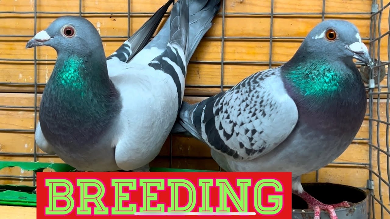 Breeding Loft Upgrades (Racing Pigeon Breeding Season "2023") YouTube