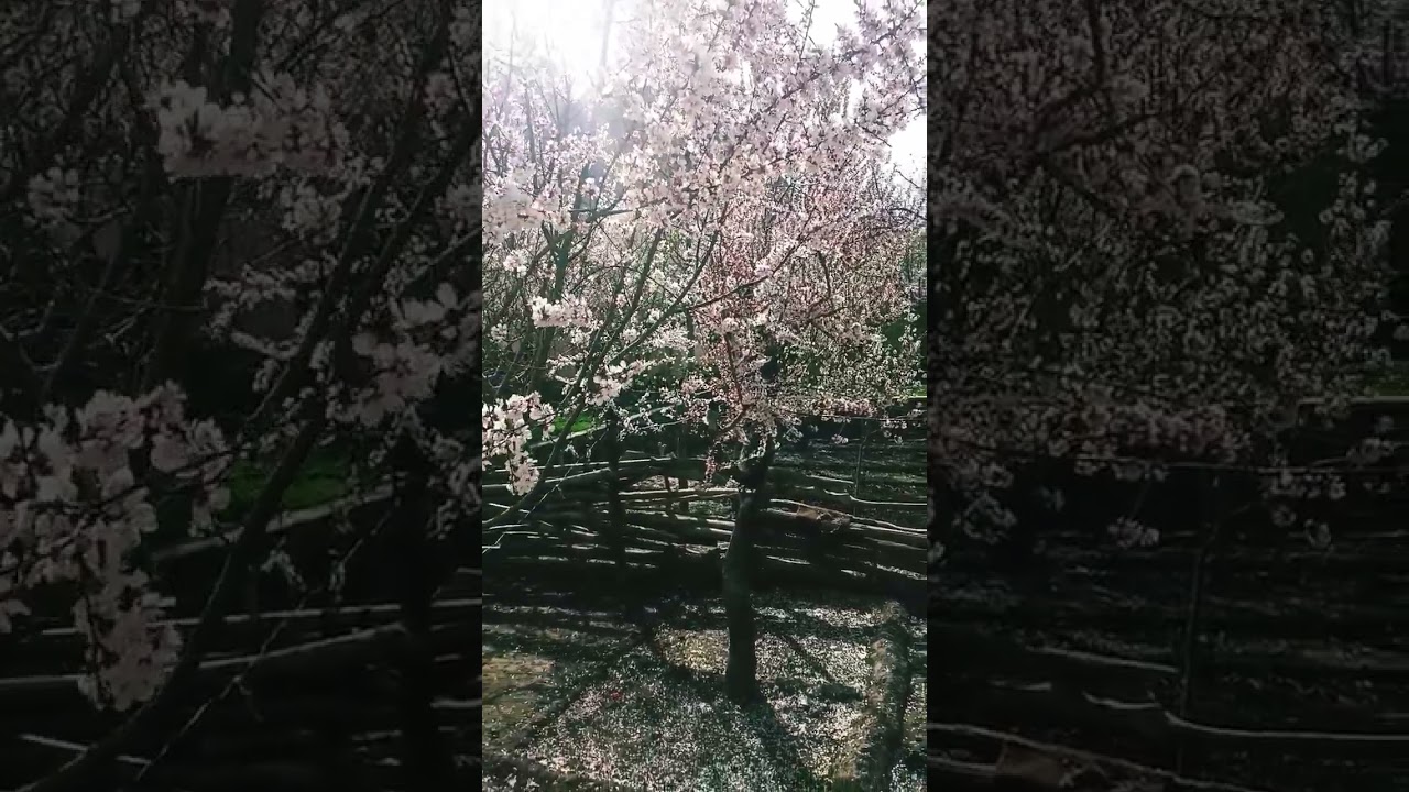 most beautiful spring blossom in Gilget baltistan 