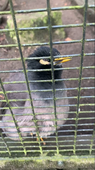 Bird makes ringtone sound