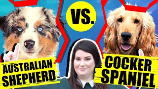 AUSTRALIAN SHEPHERD VS COCKER SPANIEL by Will Atherton Australian Shepherd Show 1,893 views 2 years ago 5 minutes, 38 seconds