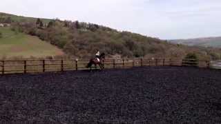 Ballinagore Diamond - Murphy- Flatwork
