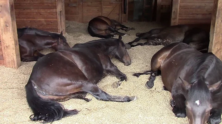 Horses, Peacefully Farting and Snoring - DayDayNews