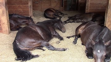 Horses, Peacefully Farting and Snoring