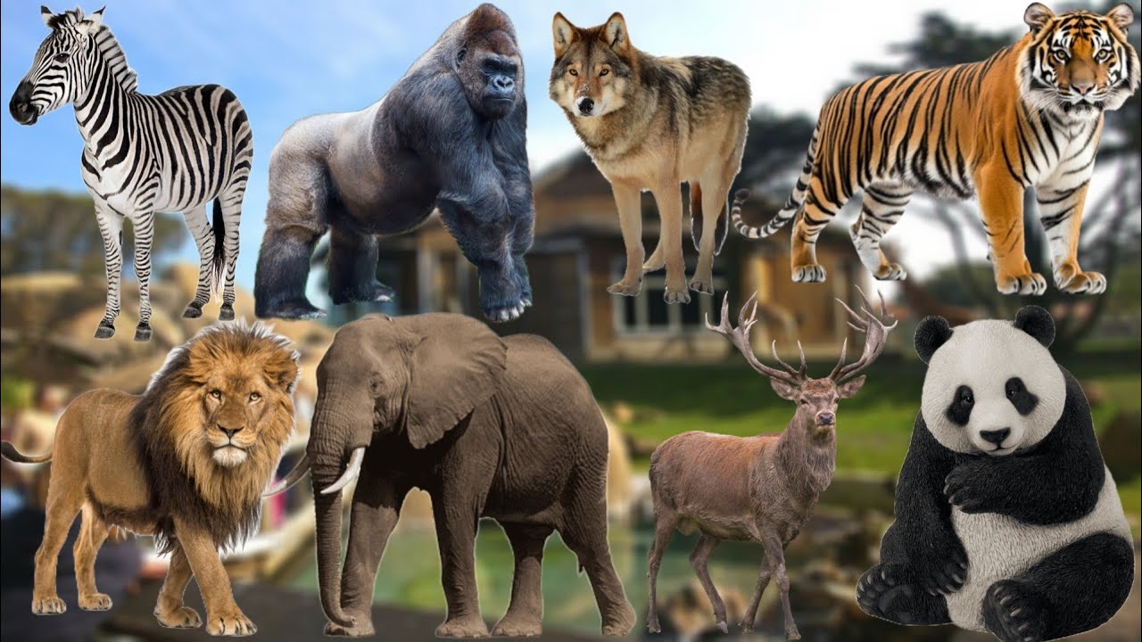 Wild Animals 🦁🐯 Sounds For Kids Lion,Tiger,Bear,Zebra, Monkey,Deer,Panda,Wolf | Animals Sounds 