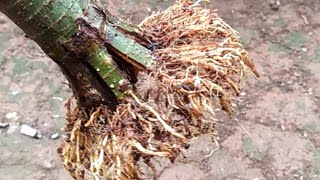 Planting Grafted Ficus Racemosa Bonsai Material by Ato Craft 1,129 views 3 months ago 3 minutes, 26 seconds