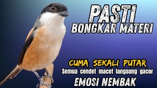 cendet gacor FIGHTER ISIAN - Ampuh buat PANCINGAN semua cendet malas bunyi !! AUTO NEMBAK PANJANG