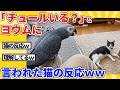 【2ch動物スレ】ヨウムに「チュールいる?」と言われた猫の反応wwwww