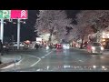 舟木一夫さんと夜のドライブ🚗14🥰👍BGM/白鳥:  歌/舟木一夫