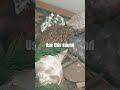 Click the sound #frog  #smallcontentcreator #smallyoutuber  #status #edit