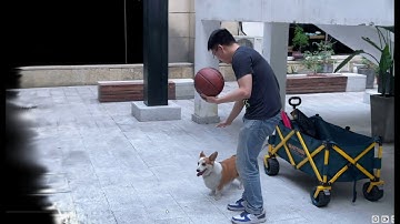 FreeTimeGS: Free Gaussian Primitives at Anytime Anywhere for Dynamic Scene Reconstruction