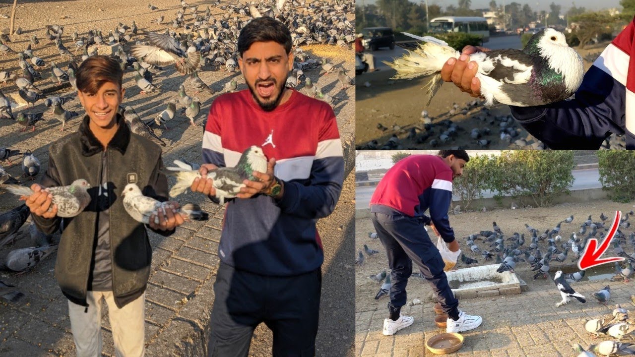 Сегодня я поймал с дороги голубя-шарика 😲, а ещё белого голубя 🥳. Как проверить голубя?