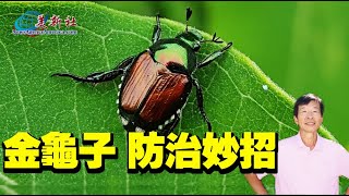 金龜子防治妙招！