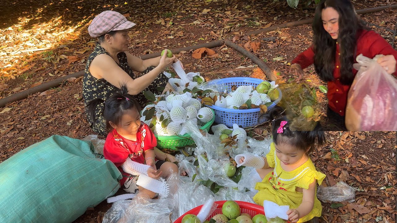 Vú Sữa chín rộ Thu hoạch vú sữa lên đường về Bình Dương Bé Su vui mừng khi hay tin cả nhà về sớm