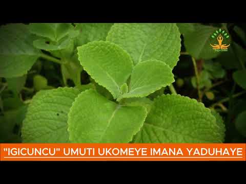"IGICUNCU" UMUTI IMANA YATWIHEREYE