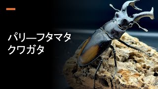 パリ―フタマタクワガタ【解説と紹介】スマトラ亜種 - YouTube