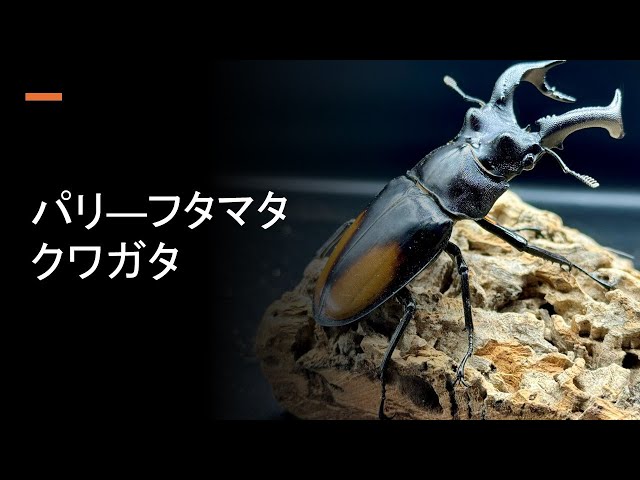 パリ―フタマタクワガタ【解説と紹介】スマトラ亜種 - YouTube