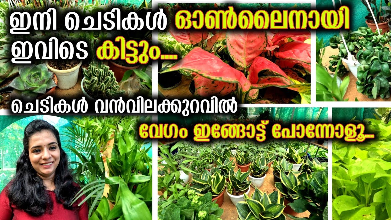 തൃശ്ശൂരിൽ ചെടികൾ വിലക്കുറവിൽ ഓൺലൈനായും ചെടികൾ വാങ്ങാം | Flowering Plants Indoor And Outdoor
