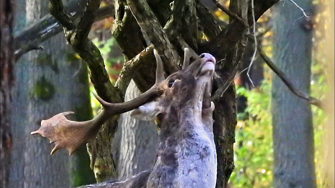 Bekowisko - w przerwie od amorów        