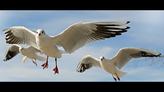Recorder Trio: Fugue 09