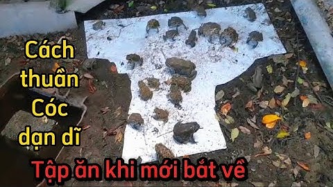 Cách thuần Cóc và tập ăn khi mới bắt ngoài tự nhiên về nuôi