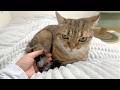 猫のしっぽをずっと触り続けてみたら…