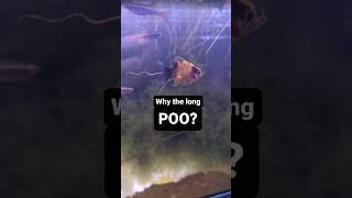 Why does my goldfish have a long poo #aquarium #animals #shorts